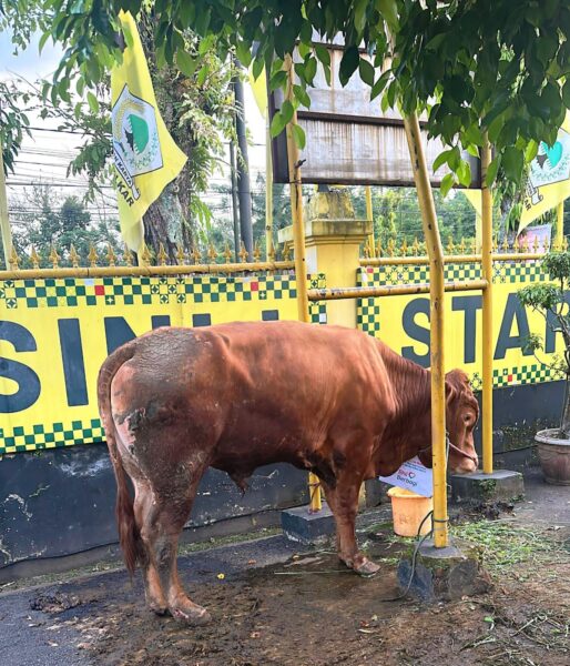 Kirim Sapi Kurban ke Dapil, Bamsoet Tegaskan Idul Adha Momentum Perkuat Ketahanan Nasional di Tengah Gejolak Dunia