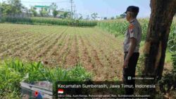 Lahan Jagung 1.000 Meter di Probolinggo Kota Jadi Simbol Sinergi Polisi dan Petani