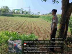 Lahan Jagung 1.000 Meter di Probolinggo Kota Jadi Simbol Sinergi Polisi dan Petani Lahan Jagung 1.000 Meter di Probolinggo Kota Jadi Simbol Sinergi Polisi dan Petani