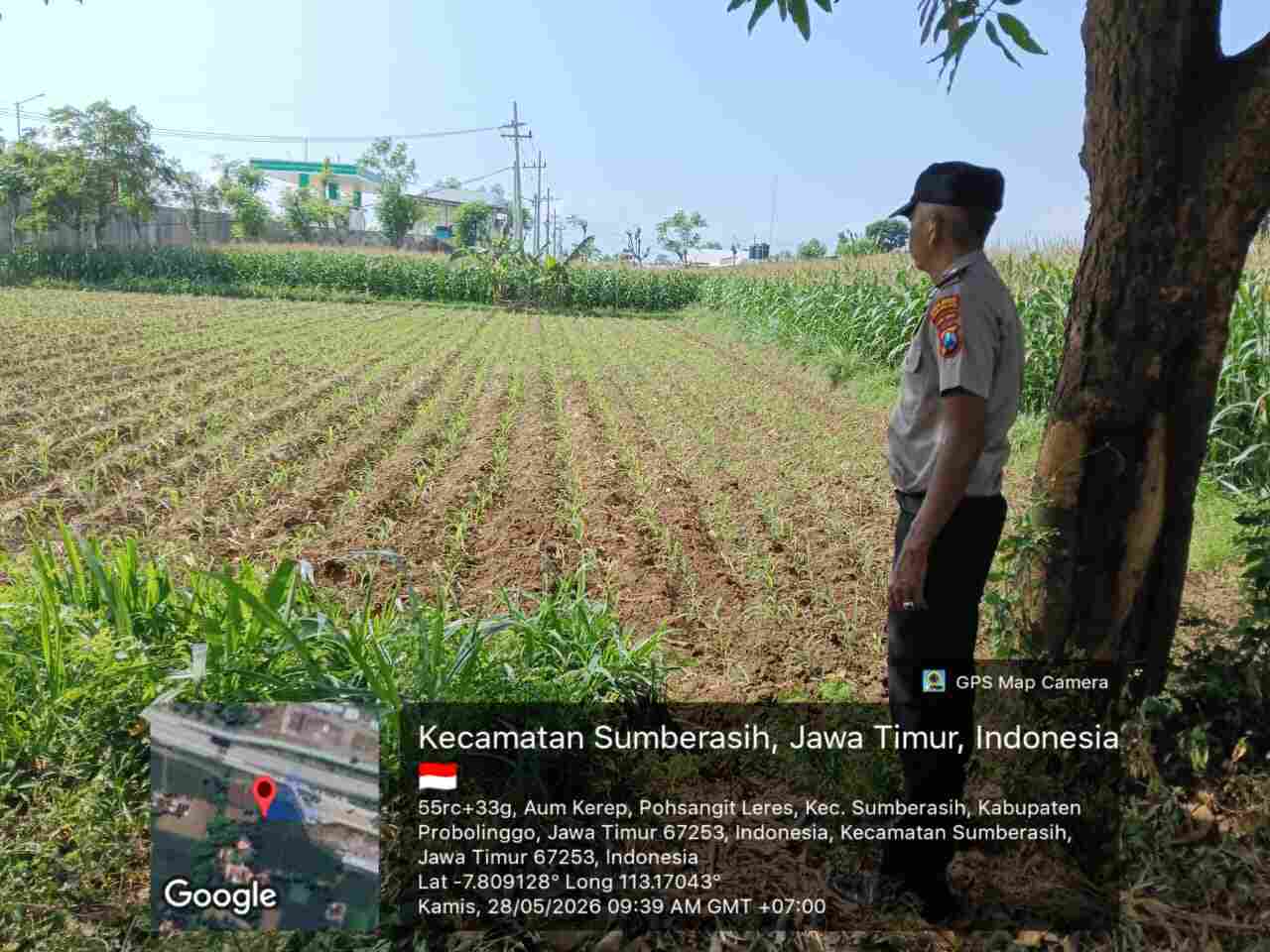 Lahan Jagung 1.000 Meter di Probolinggo Kota Jadi Simbol Sinergi Polisi dan Petani
