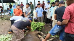 Tebar Kebahagiaan di Hari Raya, Kodim 1505/Tidore Sembelih Hewan Qurban