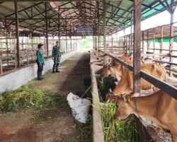 Wujud Kepedulian Ketahanan Pangan, Babinsa Berikan Pendampingan kepada Peternak Sapi di Desa