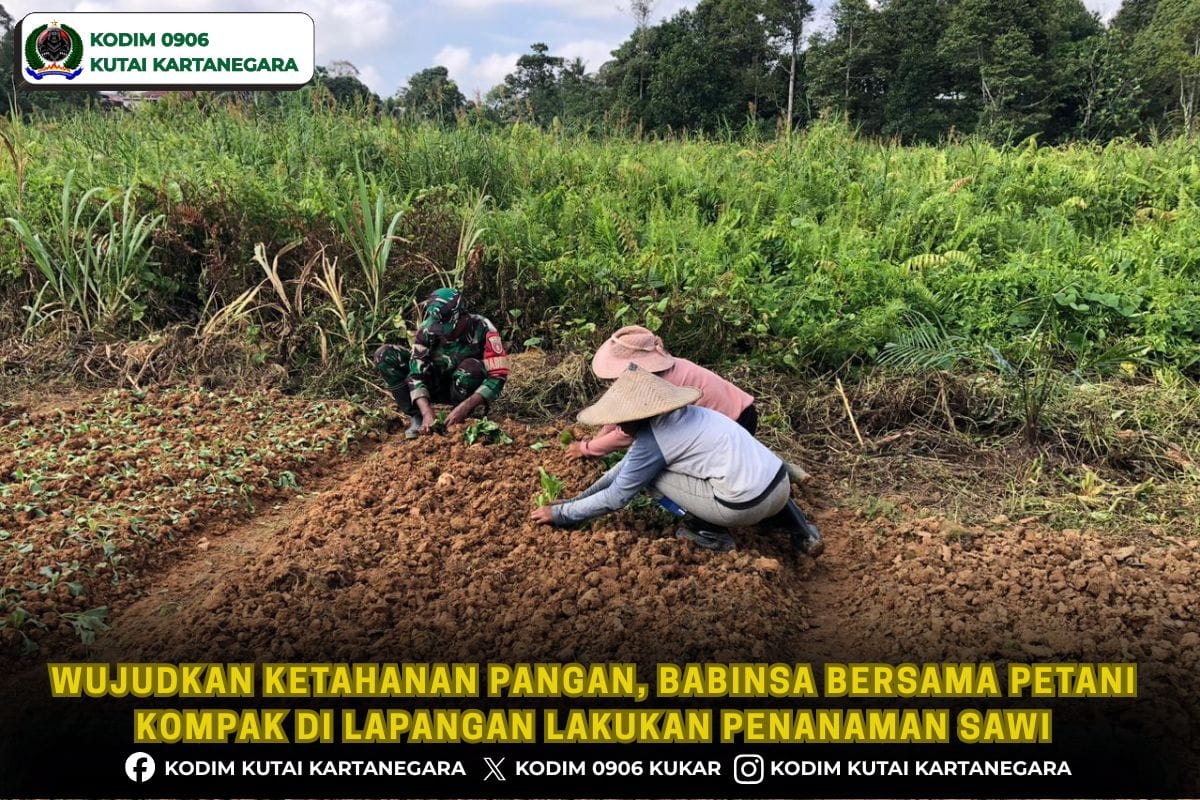 Wujudkan Ketahanan Pangan, Babinsa Bersama Petani Kompak di Lapangan Lakukan Penanaman Sawi Wujudkan Ketahanan Pangan, Babinsa Bersama Petani Kompak di Lapangan Lakukan Penanaman Sawi