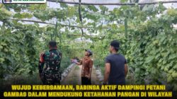 Wujud Kebersamaan, Babinsa Aktif Dampingi Petani Gambas Dalam Mendukung Ketahanan Pangan Di Wilayah