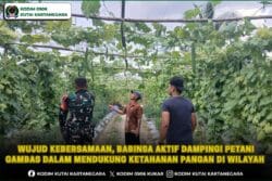 Wujud Kebersamaan, Babinsa Aktif Dampingi Petani Gambas Dalam Mendukung Ketahanan Pangan Di Wilayah