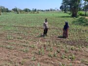 Polisi Dampingi Petani di Sumber Wetan, Kawal Program Ketahanan Pangan dari Lahan Jagung Binaan