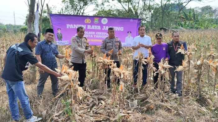 Kapolsek Cikupa Hadiri Panen Jagung Kuartal II Program Ketahanan Pangan di Desa Sukadamai