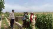 Bukan Sekadar Patroli, Polisi Terjun ke Kebun Jagung Demi Ketahanan Pangan