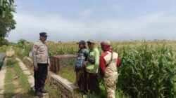 Bukan Sekadar Patroli, Polisi Terjun ke Kebun Jagung Demi Ketahanan Pangan