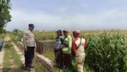 Bukan Sekadar Patroli, Polisi Terjun ke Kebun Jagung Demi Ketahanan Pangan