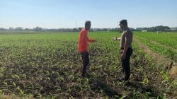 Komitmen Polri Dukung Ketahanan Pangan, Bhabinkamtibmas Kademangan Aktif Dampingi Petani