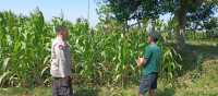 Bhabinkamtibmas Wonomerto Turun ke Lahan Jagung, Pastikan Tanaman Tumbuh Optimal Bhabinkamtibmas Wonomerto Turun ke Lahan Jagung, Pastikan Tanaman Tumbuh Optimal