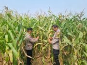 Kanit Binmas Polsek Cikupa Monitoring Tanaman Jagung Hibrida Program Ketahanan Pangan di Panongan