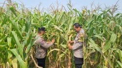 Kanit Binmas Polsek Cikupa Monitoring Tanaman Jagung Hibrida Program Ketahanan Pangan di Panongan