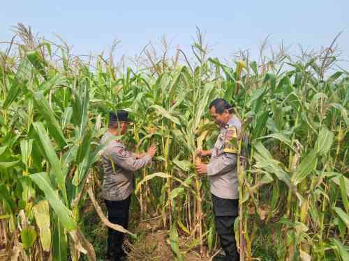 Kanit Binmas Polsek Cikupa Monitoring Tanaman Jagung Hibrida Program Ketahanan Pangan di Panongan Kanit Binmas Polsek Cikupa Monitoring Tanaman Jagung Hibrida Program Ketahanan Pangan di Panongan