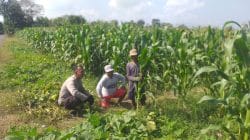 Polisi Sambangi Lahan Jagung di Wonoasih, Siap Dampingi Petani Hadapi Kendala di Lapangan Polisi Sambangi Lahan Jagung di Wonoasih, Siap Dampingi Petani Hadapi Kendala di Lapangan