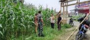 Polsek Cikupa Pantau Perkembangan Jagung Hibrida di Desa Ciakar, Tanaman Tumbuh Subur