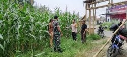 Polsek Cikupa Pantau Perkembangan Jagung Hibrida di Desa Ciakar, Tanaman Tumbuh Subur Polsek Cikupa Pantau Perkembangan Jagung Hibrida di Desa Ciakar, Tanaman Tumbuh Subur