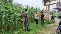 Polsek Cikupa Pantau Perkembangan Jagung Hibrida di Desa Ciakar, Tanaman Tumbuh Subur