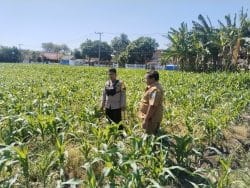 Polisi Dampingi Lahan Jagung Milik Ponpes di Tongas, Perkuat Program Ketahanan Pangan Nasional Polisi Dampingi Lahan Jagung Milik Ponpes di Tongas, Perkuat Program Ketahanan Pangan Nasional