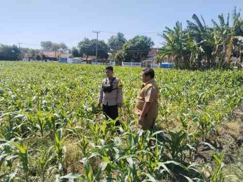 Polisi Dampingi Lahan Jagung Milik Ponpes di Tongas, Perkuat Program Ketahanan Pangan Nasional