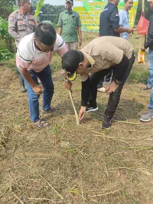 Penanaman Jagung Hibrida Program 1 Desa 2 Hektare 2026 di Desa Cibadak, Polri Dorong Ketahanan Pangan Nasional