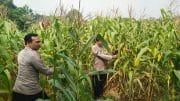 Aiptu Mukhsodin dan Bripka S. Hamdi Monitoring Tanaman Jagung Hibrida, Dukung Program 1 Desa 2 Hektare di Panongan