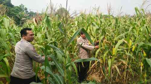 Aiptu Mukhsodin dan Bripka S. Hamdi Monitoring Tanaman Jagung Hibrida, Dukung Program 1 Desa 2 Hektare di Panongan Aiptu Mukhsodin dan Bripka S. Hamdi Monitoring Tanaman Jagung Hibrida, Dukung Program 1 Desa 2 Hektare di Panongan