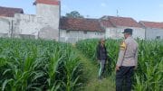 Tak Hanya Jaga Kamtibmas, Polisi Kini Jadi Mitra Petani Jagung di Triwung Kidul