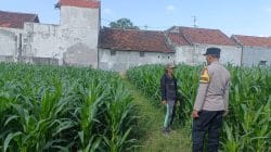 Tak Hanya Jaga Kamtibmas, Polisi Kini Jadi Mitra Petani Jagung di Triwung Kidul Tak Hanya Jaga Kamtibmas, Polisi Kini Jadi Mitra Petani Jagung di Triwung Kidul