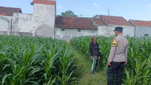 Tak Hanya Jaga Kamtibmas, Polisi Kini Jadi Mitra Petani Jagung di Triwung Kidul Tak Hanya Jaga Kamtibmas, Polisi Kini Jadi Mitra Petani Jagung di Triwung Kidul