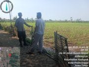 Sinergi Polisi dan Petani di Kedopok, Lahan Jagung 2.000 Meter Persegi Dipantau Intensif