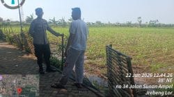Sinergi Polisi dan Petani di Kedopok, Lahan Jagung 2.000 Meter Persegi Dipantau Intensif Sinergi Polisi dan Petani di Kedopok, Lahan Jagung 2.000 Meter Persegi Dipantau Intensif
