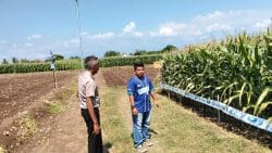 Polsek Sumberasih Monitoring Lahan Jagung 21,5 Hektare di Desa Pesisir, Dukung Ketahanan Pangan Nasional Polsek Sumberasih Monitoring Lahan Jagung 21,5 Hektare di Desa Pesisir, Dukung Ketahanan Pangan Nasional