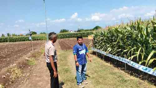 Polsek Sumberasih Monitoring Lahan Jagung 21,5 Hektare di Desa Pesisir, Dukung Ketahanan Pangan Nasional Polsek Sumberasih Monitoring Lahan Jagung 21,5 Hektare di Desa Pesisir, Dukung Ketahanan Pangan Nasional