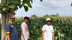 Polsek Sumberasih Dampingi Petani Jagung di Muneng, Siap Bantu Atasi Kendala Pertanian