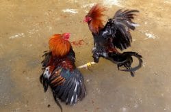 Judi Terbuka di Nganjuk: Tindakan Tegas Kapolda Jatim Masih Ditunggu Judi Terbuka di Nganjuk: Tindakan Tegas Kapolda Jatim Masih Ditunggu