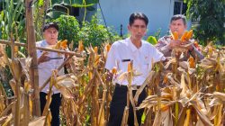 Wakapolsek Cikupa Hadiri Panen Jagung Kuartal II Program 1 Desa 2 Hektare, Dukung Ketahanan Pangan Nasional