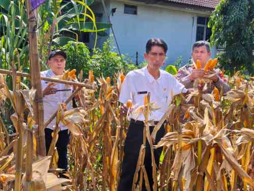Wakapolsek Cikupa Hadiri Panen Jagung Kuartal II Program 1 Desa 2 Hektare, Dukung Ketahanan Pangan Nasional