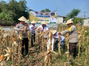 Polsek Cikupa Dukung Program Ketahanan Pangan, Bhabinkamtibmas Desa Budimulya Hadiri Panen Jagung Kuartal II Program 1 Desa 2 Hektare
