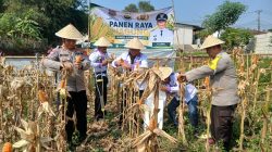 Polsek Cikupa Dukung Program Ketahanan Pangan, Bhabinkamtibmas Desa Budimulya Hadiri Panen Jagung Kuartal II Program 1 Desa 2 Hektare