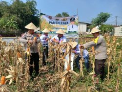 Polsek Cikupa Dukung Program Ketahanan Pangan, Bhabinkamtibmas Desa Budimulya Hadiri Panen Jagung Kuartal II Program 1 Desa 2 Hektare