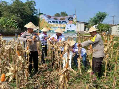 Polsek Cikupa Dukung Program Ketahanan Pangan, Bhabinkamtibmas Desa Budimulya Hadiri Panen Jagung Kuartal II Program 1 Desa 2 Hektare Polsek Cikupa Dukung Program Ketahanan Pangan, Bhabinkamtibmas Desa Budimulya Hadiri Panen Jagung Kuartal II Program 1 Desa 2 Hektare