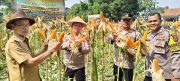 Wakapolsek Cikupa Hadiri Panen Jagung Program 1 Desa 2 Hektar di Pasir Jaya, Perkuat Ketahanan Pangan Nasional