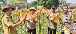 Wakapolsek Cikupa Hadiri Panen Jagung Program 1 Desa 2 Hektar di Pasir Jaya, Perkuat Ketahanan Pangan Nasional Wakapolsek Cikupa Hadiri Panen Jagung Program 1 Desa 2 Hektar di Pasir Jaya, Perkuat Ketahanan Pangan Nasional