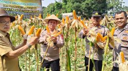 Wakapolsek Cikupa Hadiri Panen Jagung Program 1 Desa 2 Hektar di Pasir Jaya, Perkuat Ketahanan Pangan Nasional Wakapolsek Cikupa Hadiri Panen Jagung Program 1 Desa 2 Hektar di Pasir Jaya, Perkuat Ketahanan Pangan Nasional