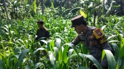 Polsek Ranuyoso Perkuat Ketahanan Pangan Lewat Pendampingan Petani dan Pekarangan Gizi