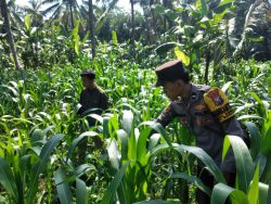 Polsek Ranuyoso Perkuat Ketahanan Pangan Lewat Pendampingan Petani dan Pekarangan Gizi