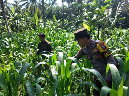 Polsek Ranuyoso Perkuat Ketahanan Pangan Lewat Pendampingan Petani dan Pekarangan Gizi