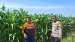 Polres Probolinggo Kota Perkuat Ketahanan Pangan Lewat Pendampingan Petani Jagung